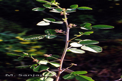 Indigofera trita var. marginulata